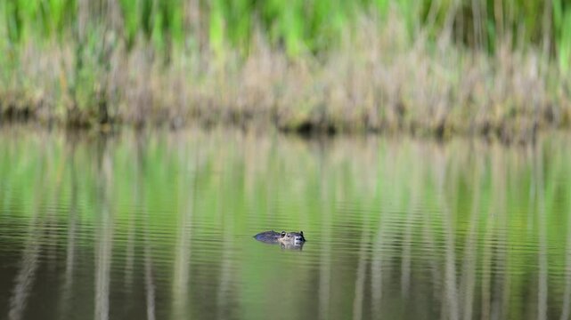 Coypu deriving as a branch on the surface of a pond to be able to observe discreetly. Myocastor coypus, Sologne, Loiret 45, r&eacute;gion Centre Val de Loire, France, European Union, Europe