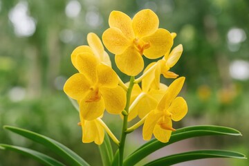 Fototapeta premium Beautiful Orchid Blossom in Seasonal Garden for Postcard and Gardening Inspiration Featuring Vanda Orchid
