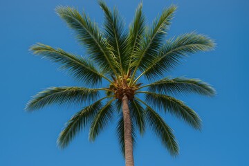 Obraz premium Gazing up at a tropical palm branch against a clear blue sky