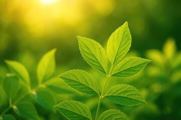 Summer foliage and warm weather scenes