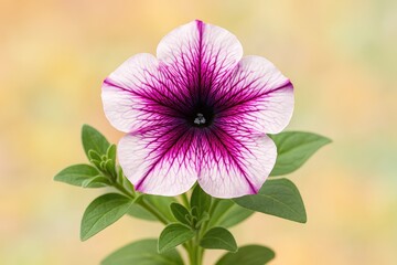 Colorful Petunia hybrid Vilm flowers showcasing vibrant hues