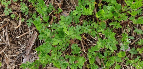 Leaves and young stem of Chrysanthemum indicum