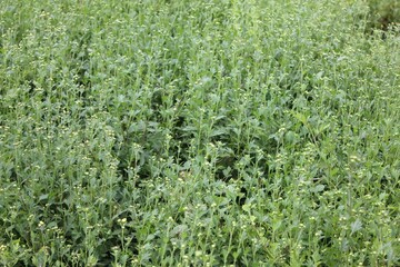 Whole plant of Chrysanthemum indicum before blooming