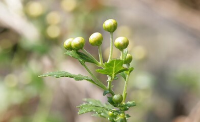 Chrysanthemum indicum with yellow buds on green stems