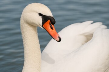 Obraz premium Detailed close-up of a mute swan (Cygnus olor)