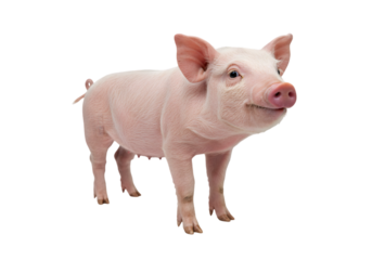 Isolated Transparent Background of A Pink Pig Farm Animal Mammal