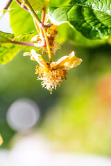 Actinidia deliciosa pertenece a la familia Actinidiaceae.