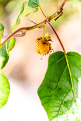 Actinidia deliciosa pertenece a la familia Actinidiaceae.
