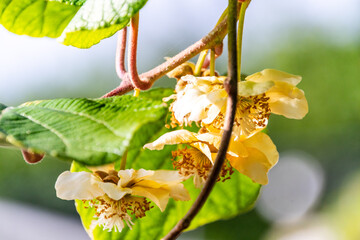 Actinidia deliciosa pertenece a la familia Actinidiaceae.