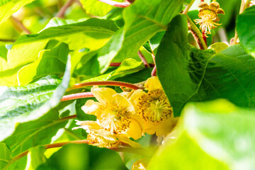 Actinidia deliciosa pertenece a la familia Actinidiaceae.