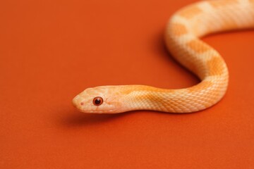 Fototapeta premium Small serpent with vibrant orange-red coloration
