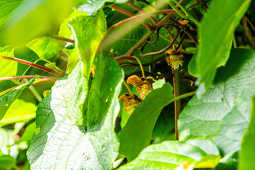 Actinidia deliciosa pertenece a la familia Actinidiaceae.
