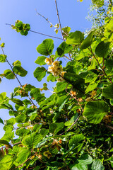 Actinidia deliciosa pertenece a la familia Actinidiaceae.