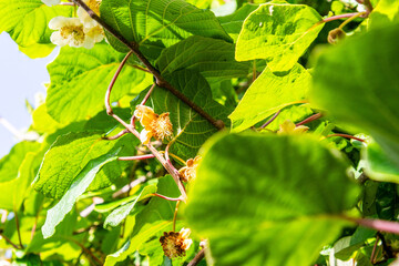 Actinidia deliciosa pertenece a la familia Actinidiaceae.