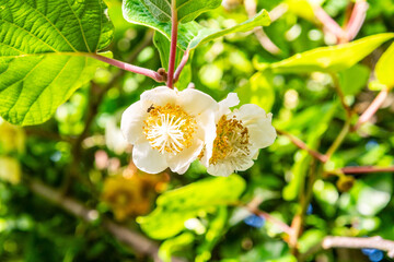 Actinidia deliciosa pertenece a la familia Actinidiaceae.