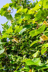 Actinidia deliciosa pertenece a la familia Actinidiaceae.