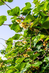 Actinidia deliciosa pertenece a la familia Actinidiaceae.