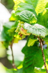 Corylus avellana pertenece a la familia Betulaceae.