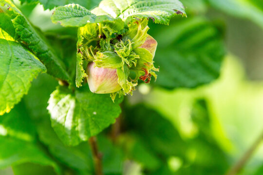Corylus avellana pertenece a la familia Betulaceae.