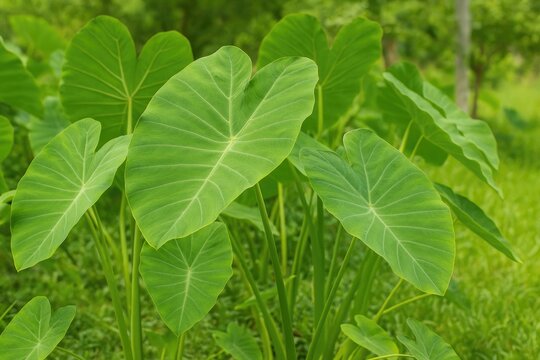 In certain regions, the leaves and stalks of taro are transformed into tasty dishes.