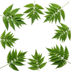 Green leaves arranged in circle frame isolated PNG with Transparent Background