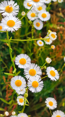 Fototapeta premium Chamomiles on sunny summer day. Wild flower. Collecting pharmacy chamomile for chamomile tea. Wild daisy flowers growing on meadow.