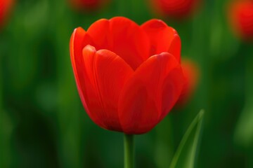 Close-up of vibrant red tulip blossoms in spring