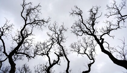 Fototapeta premium Low angle perspective of dark intricate bare tree branches silhouetted against a bright cloudy sky