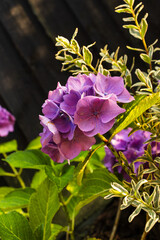 purple hydrangea flower