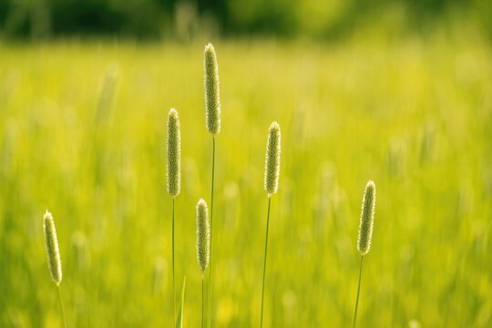 Understanding Timothy-Grass and Its Benefits