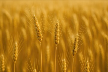 Fototapeta premium The ear of the primary cereal crop wheat