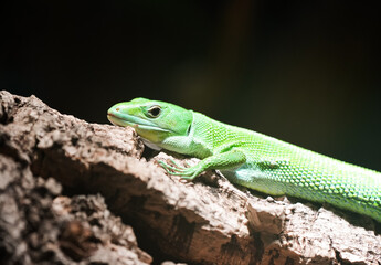 Portrait of a green tree lizard. Close-up of a reptile in its natural habitat.
