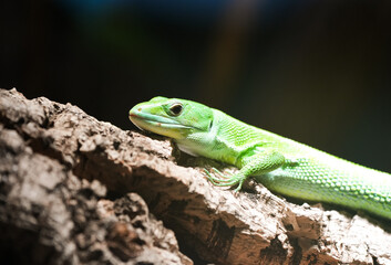 Portrait of a green tree lizard. Close-up of a reptile in its natural habitat.
