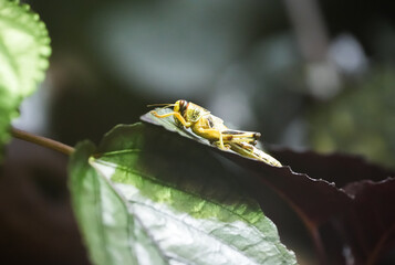 Grasshopper on a leaf. Insect close-up.

