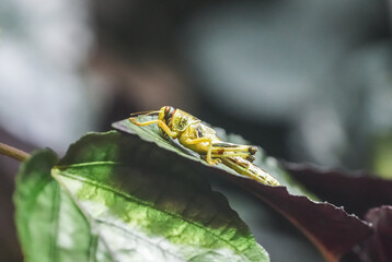 Grasshopper on a leaf. Insect close-up.
