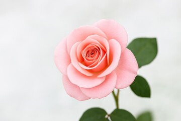 Fototapeta premium Stunning Pink Rose Background