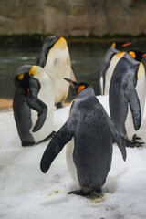 Obraz premium A group of emperor penguins at the water. Aptenodytes forsteri. 