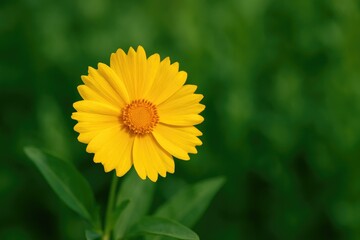 Obraz premium This stunning flower resembles a work of art