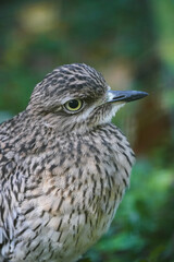 Portrait of a Cape Thick-knee. Bird close-up. Burhinus capensis. Spotted Thick-knee. Spotted dikkop.
