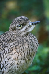 Portrait of a Cape Thick-knee. Bird close-up. Burhinus capensis. Spotted Thick-knee. Spotted dikkop.
