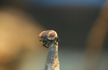 Close-up of the Congo rose chafer in its natural habitat. Pachnoda marginata. Sun beetle.
