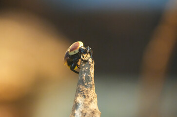 Close-up of the Congo rose chafer in its natural habitat. Pachnoda marginata. Sun beetle.
