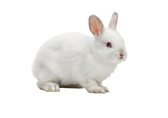 Obraz premium Isolated Cute White Rabbit Pet Animal With Transparent Background