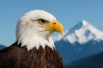 Obraz premium The head of a feathered predator with a bald appearance