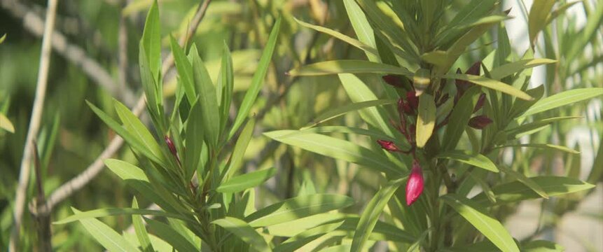 Flower buds of tropical Nerium plant 4K scope video