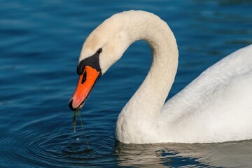 Naklejka premium Close-up of a bird feeding in the water with a graceful swan nearby