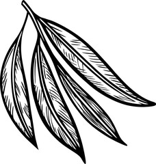 Eucalyptus leaves black and white illustration hand drawn botanical sketch, natural herbal plant design