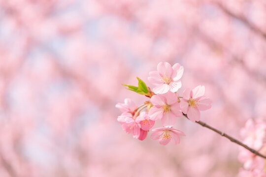Vibrant pink flowers blooming in an outdoor natural setting during springtime
