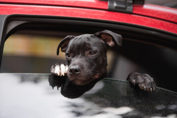 A purebred puppy, a black dog, is waiting for its owner, leaning out of the window inside the car.