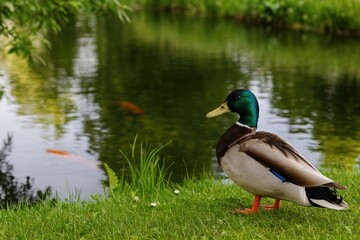 Fototapeta premium Stroll through the green spaces